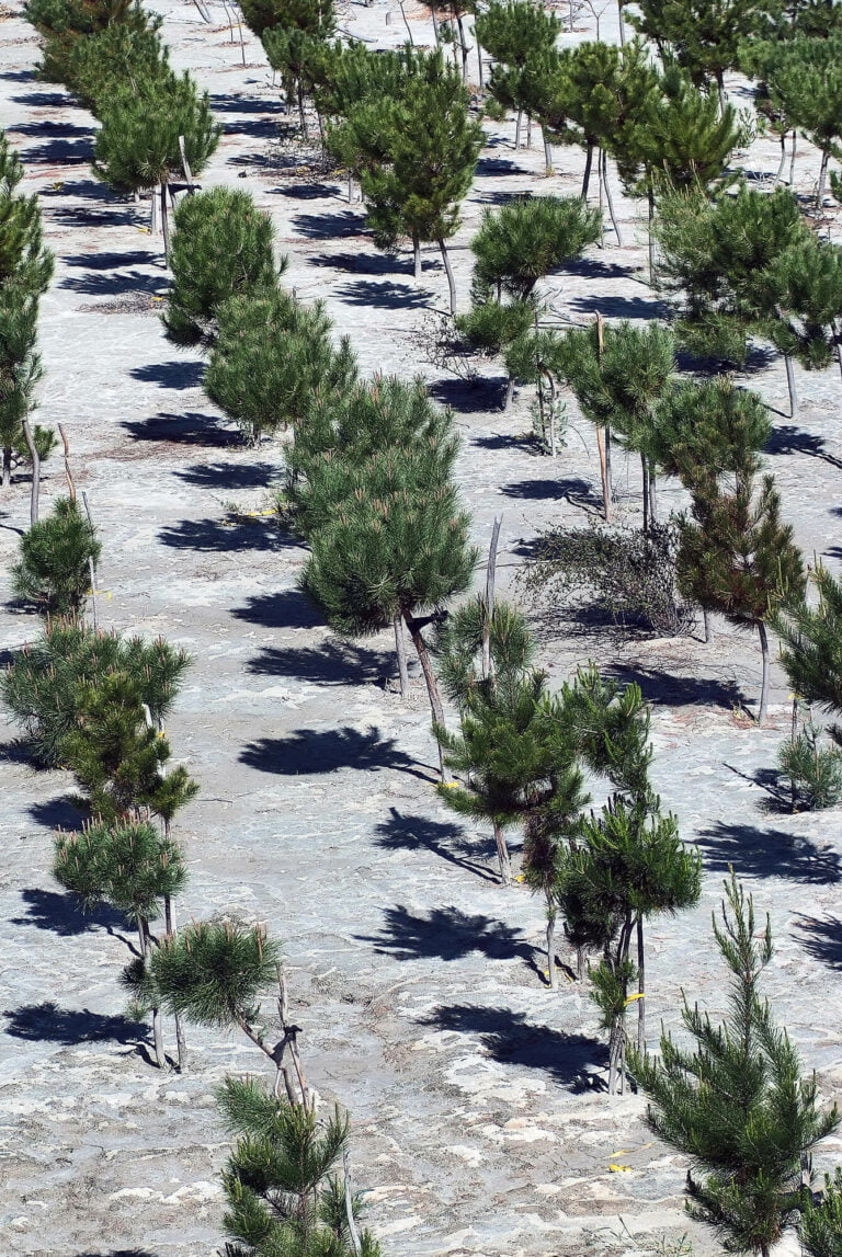 img cabildo ambiental 1